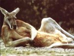 kangaroo.jpg